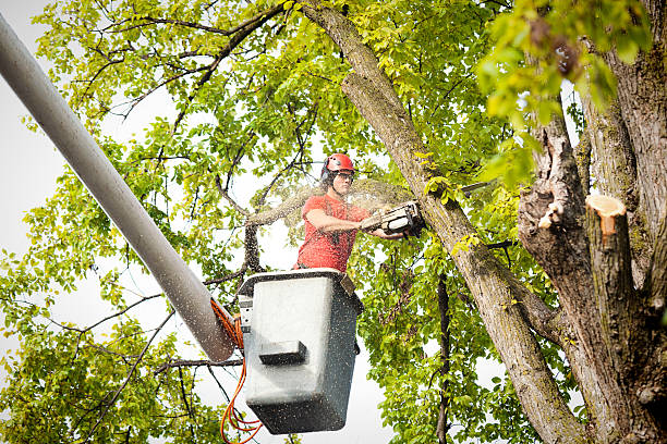 How Our Tree Care Process Works  in  Suny Oswego, NY